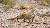 Yellow mongoose (Cynictis penicillata) walking in scrubland in Kgalagadi transfrontier park, South Africa