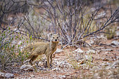 Yellow mongoose (Cynictis penicillata) looking at camera in scrubland in Kgalagadi transfrontier park, South Africa