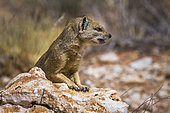Yellow mongoose (Cynictis penicillata) showing teeth in Kgalagadi transfrontier park, South Africa