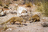 Two Yellow mongooses (Cynictis penicillata) in scrubland in Kgalagadi transfrontier park, South Africa