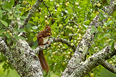 Red Squirrel (Sciurus vulgaris), eating green mirabelle plums in a fruit tree (European mirabelle plum), grove, Senlis region, Department of Oise (60), France
