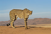 Cheetah (Acinonyx jubatus), captive, Private reserve, Namibia, Africa