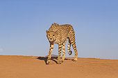 Cheetah (Acinonyx jubatus), captive, Private reserve, Namibia, Africa