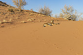 Cheetah (Acinonyx jubatus), captive, Private reserve, Namibia, Africa