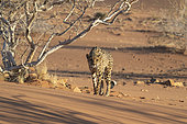 Cheetah (Acinonyx jubatus), captive, Private reserve, Namibia, Africa