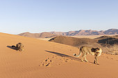 Cheetah (Acinonyx jubatus), captive, Private reserve, Namibia, Africa