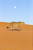 Cheetah (Acinonyx jubatus), captive, Private reserve, Namibia, Africa