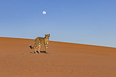 Cheetah (Acinonyx jubatus), captive, Private reserve, Namibia, Africa