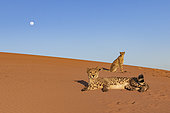 Cheetah (Acinonyx jubatus), captive, Private reserve, Namibia, Africa