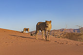 Cheetah (Acinonyx jubatus), captive, Private reserve, Namibia, Africa