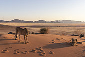 Cheetah (Acinonyx jubatus), captive, Private reserve, Namibia, Africa
