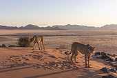 Cheetah (Acinonyx jubatus), captive, Private reserve, Namibia, Africa