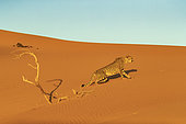 Cheetah (Acinonyx jubatus), captive, Private reserve, Namibia, Africa