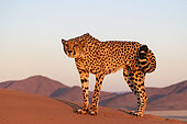 Cheetah (Acinonyx jubatus), captive, Private reserve, Namibia, Africa