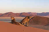 Cheetah (Acinonyx jubatus), captive, Private reserve, Namibia, Africa