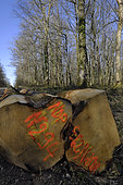 Oak logs (Quercus) offered by the municipality to rebuild the framework of Notre Dame de Paris cathedral, March 2021, forest, Moffans-et-Vacheresse, Haute-Saône, France