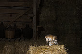 Western Barn Owl (Tyto alba) with a rodent in its beak, on a haystack, in a barn, El Barraco, Avila, Spain