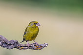 Greenfinch (Chloris chloris) male on a branch, Navarre, Spain