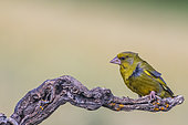 Greenfinch (Chloris chloris) male on a branch, Navarre, Spain