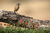 Stonechat (Saxicola torquata) on a stump, France
