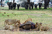 Masai lion or East African lion (Panthera leo nubica syn. Panthera leo massaica) feeding on an African bush elephant (Loxodonta africana) that they have killed with the herd in the background. Ruaha National Park. Tanzania