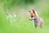 Red fox (Vulpes vulpes) young in the grass, Slovakia