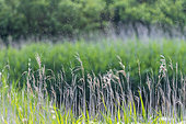 Mosquito cloud over a pond in summer, Pas de Calais, France