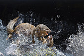 Two Common dwarf mongoose (Helogale parvula) fighting in Kruger National park, South Africa