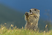 Alpine Marmot (Marmota marmota) juvenile foraging, High Tauern National Park, Carinthia, Austria