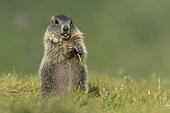 Alpine Marmot (Marmota marmota) juvenile foraging, High Tauern National Park, Carinthia, Austria