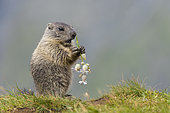 Alpine Marmot (Marmota marmota) juvenile foraging, High Tauern National Park, Carinthia, Austria