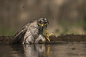 Eurasian Sparrowhawk (Accipiter nisus) male bathing at a waterhole, Subotica, Serbia