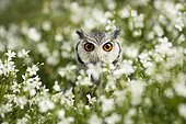 Southern White-faced Owl (Ptilopsis granti) captive, Germany