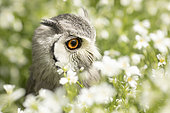 Southern White-faced Owl (Ptilopsis granti) captive, Germany