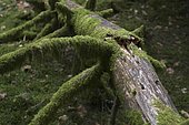 Dead spruce trunk covered with moss in a forest, Jura, France.