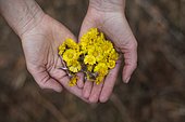 Coltsfoot (Tussilago farfara) flowers in hands, to be dried and used in herbal teas, Jura, France.
