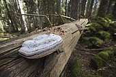 Red Banded Polypore (Fomitopsis pinicola) on a dead spruce tree, in the background, a spruce cone chipped by a squirrel, Jura, France.