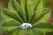 Water drops on an Alchemilla (Alchemilla sp) leaf, resembling a face (pareidolia), Jura, France.