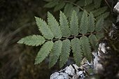 Leaf and leaflets of a young European mountain ash (Sorbus aucuparia) plant, Jura, France.
