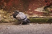 Young urban rock pigeon (Columba livia), dirty, on the ground. Barcelonnette, Alpes de Haute-Provence, France.