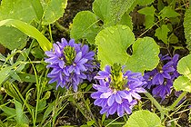 Fan flower (Scaevola aemula)