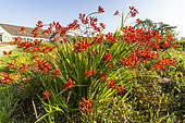 Crocosmia Walbertons 'Miss Scarlet'