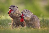 European ground squirrel (Spermophilus citellus) feeding on poppy flowers, foraging, pair, Kiskunsag National Park, Hungary, Europe