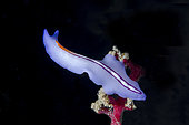 Racing Stripe Flatworm (Pseudoceros bifurcus), Underwater Temple dive site, Pemuteran, Buleleng Regency, Bali, Indonesia