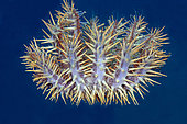 Crown-of-thorns Seastar (Acanthaster planci), predator of scleractinian corals, Underwater Temple dive site, Pemuteran, Buleleng Regency, Bali, Indonesia
