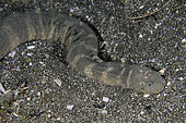 Marine File Snake (Acrochordus granulatus), nocturnal, non-venomous piscivore that kills by constriction, Secret Bay dive site, Gilimanuk, Jembrana Regency, Bali, Indonesia