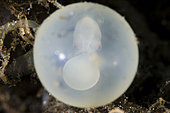 Pfeffer's Flamboyant Cuttlefish (Metasepia pfefferi) embryo in egg, Puri Jati dive site, Seririt, Buleleng Regency, Bali, Indonesia