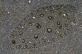 Hartzfeld's Sole (Heteromycteris hartzfeldii) camouflaged on sand, Puri Jati dive site, Seririt, Buleleng Regency, Bali, Indonesia