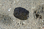 Juvenile Star Puffer (Arothron stellatus), Puri Jati dive site, Seririt, Buleleng Regency, Bali, Indonesia