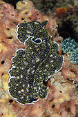 Spangled Flatworm (Acanthozoon alderi), Underwater Temple dive site, Pemuteran, Buleleng Regency, Bali, Indonesia